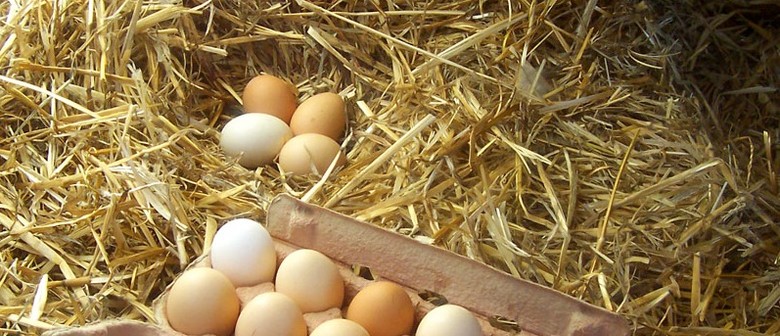 Scrambled or fried? Free range eggs standards lowered  