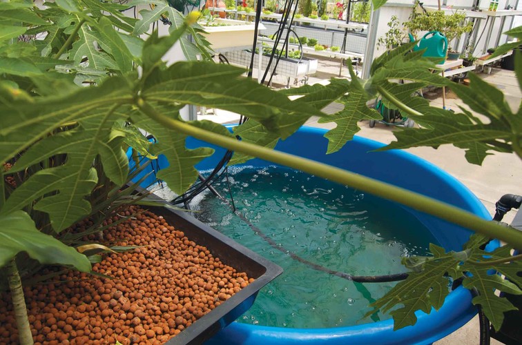 what is aquaponics