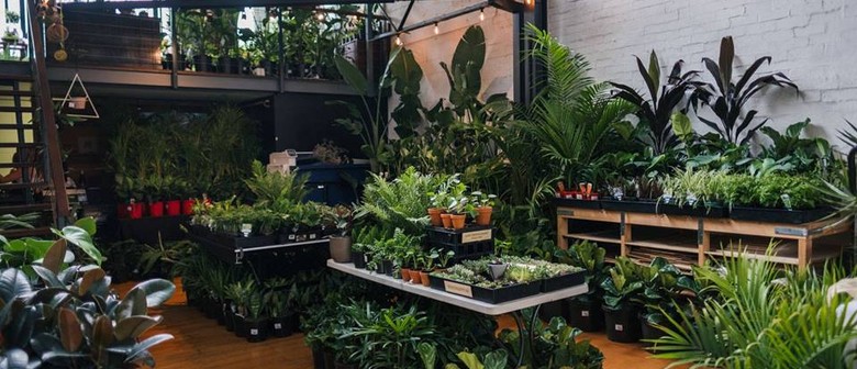 Indoor Plant Warehouse Sale – Summertime Madness