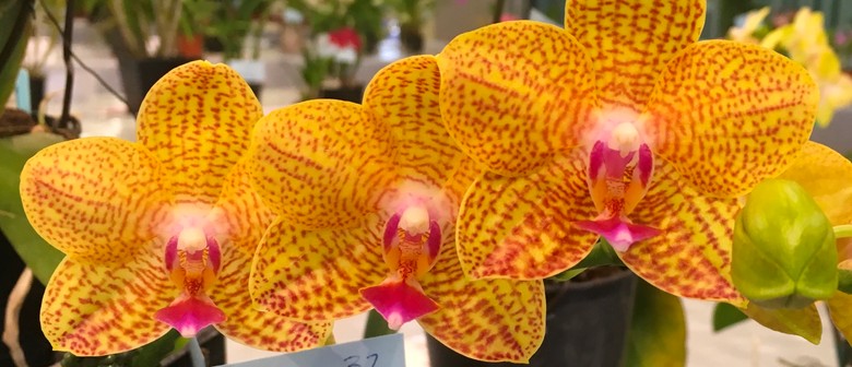 Nmqoc Inc Charity Spectacular Orchid Show Brisbane Eventfinda