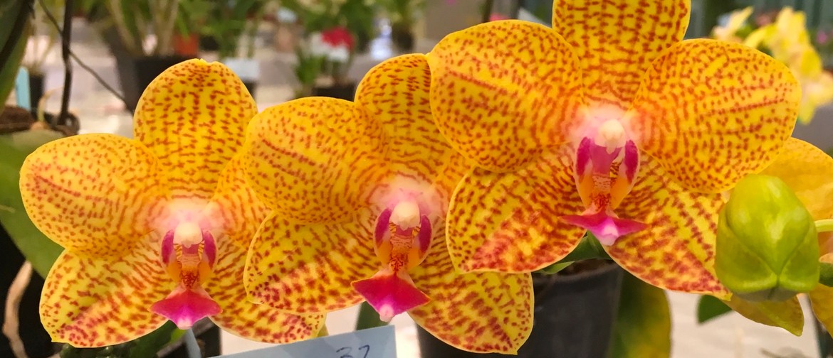 NMQOC Inc Charity Spectacular Orchid Show