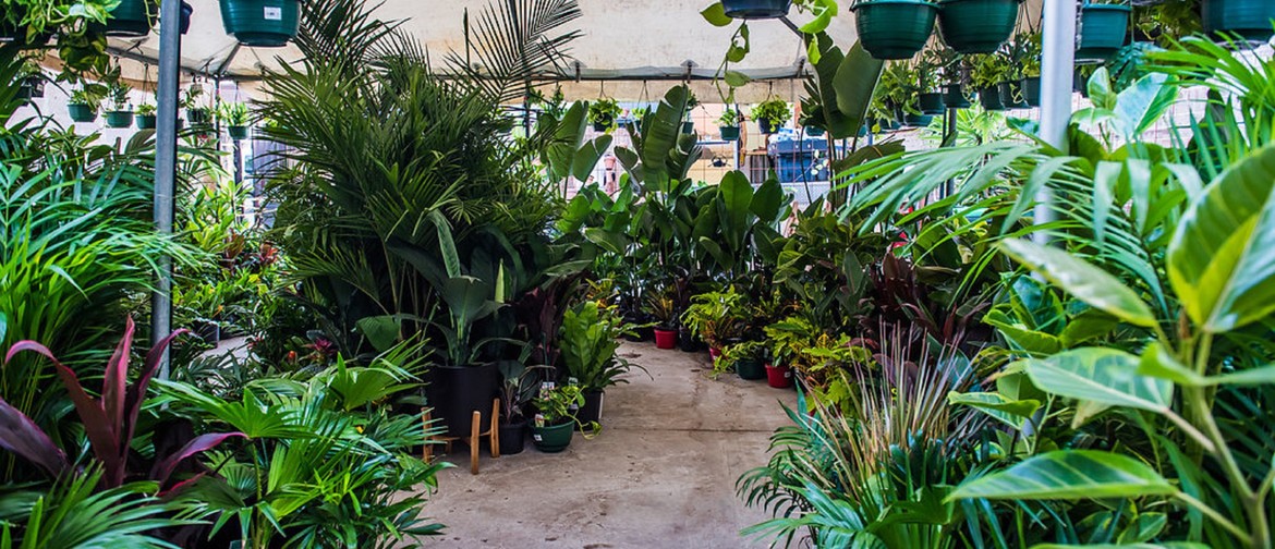 Indoor Plant Warehouse Sale – Jungle Plant Party