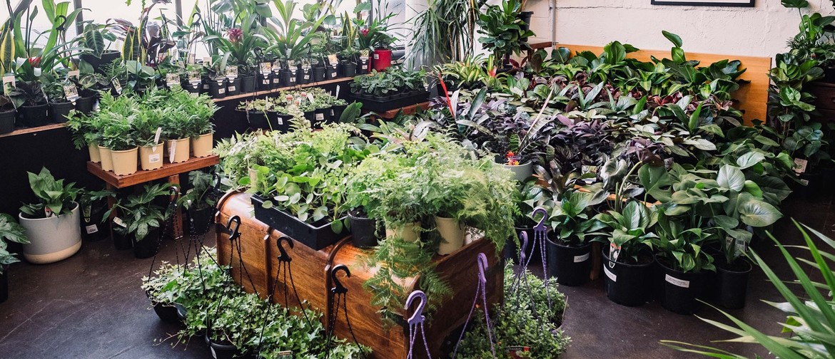 Indoor Plant Warehouse Sale – Pet Friendly Focus