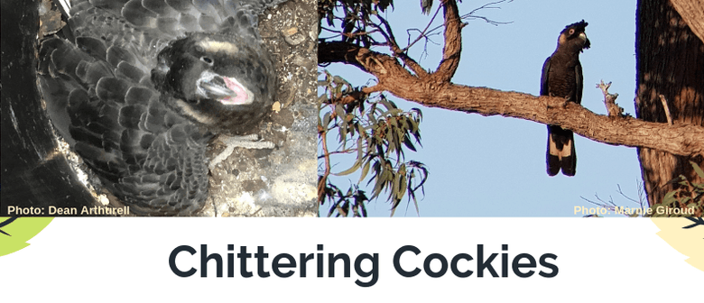 Chittering Cockies