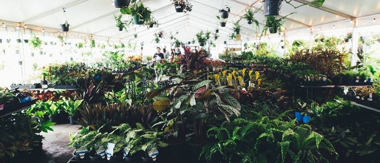 Huge Indoor Plant Warehouse Sale – 70s Jungle Boogie