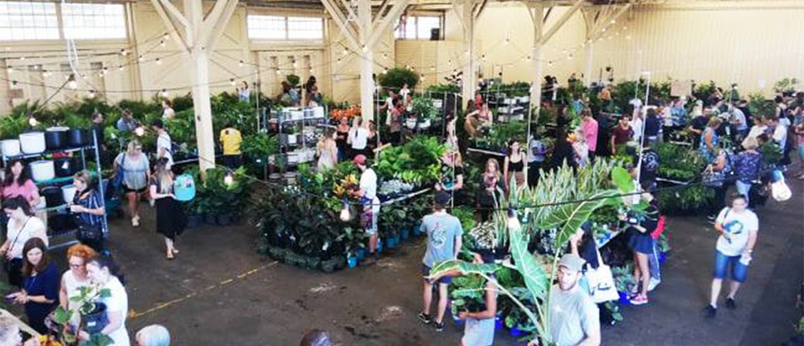 Indoor Plant Warehouse Sale – Rumble In the Jungle