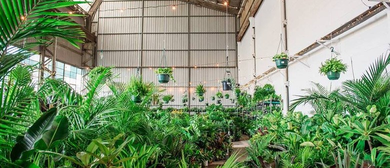 Mega Indoor Plant Warehouse Sale In the Burbs