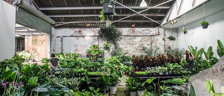 Indoor Plant Warehouse Sale – Easter Wonderland