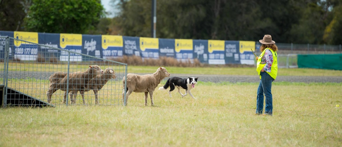 3 Sheep & Yard Dog Trial