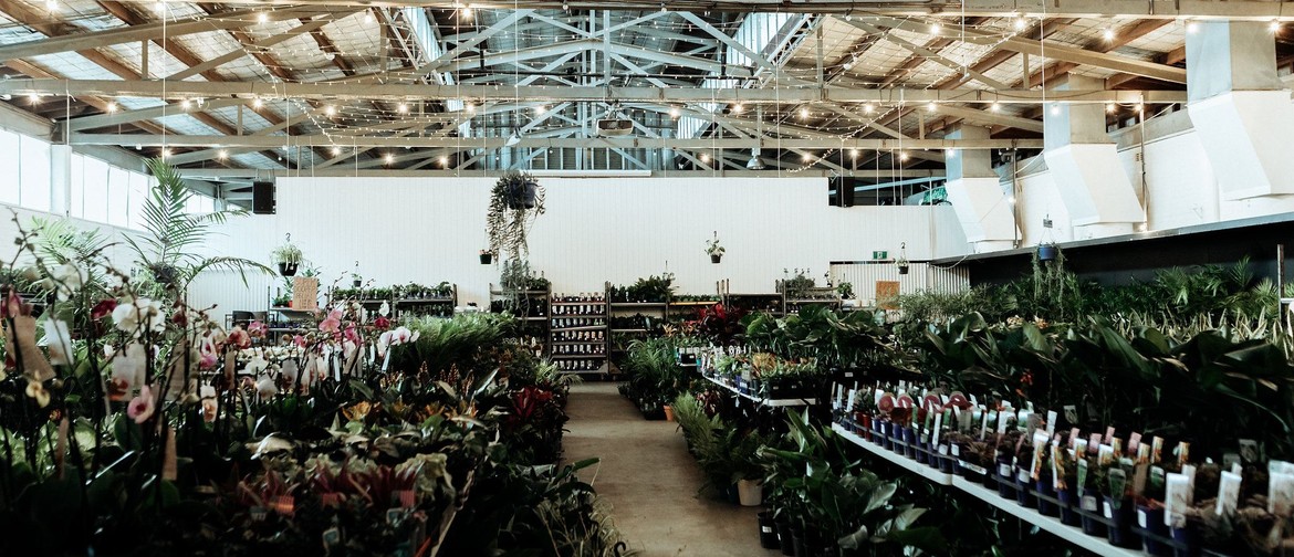 Indoor Plant Warehouse Sale – Winter Wonderland