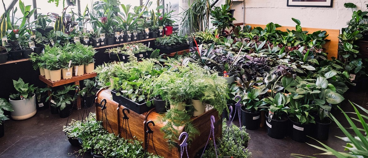 Indoor Plant Warehouse Sale – Low Light Party