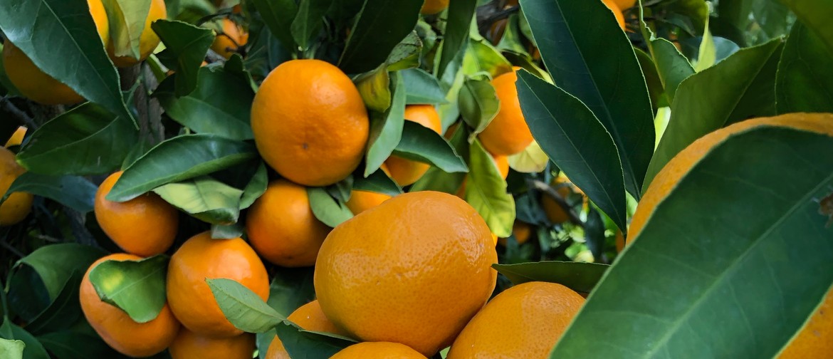 Mandarines In Winter