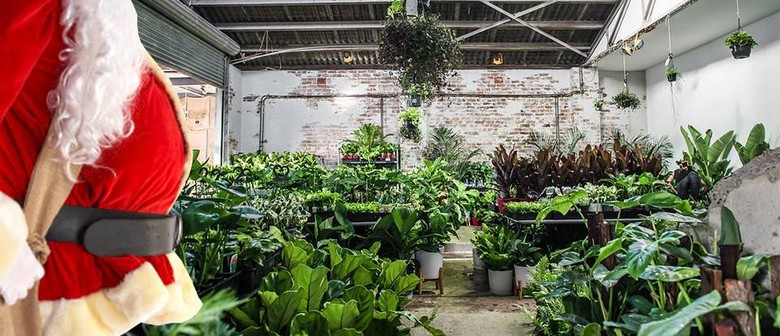 Huge Indoor Plant Sale – Christmas In July