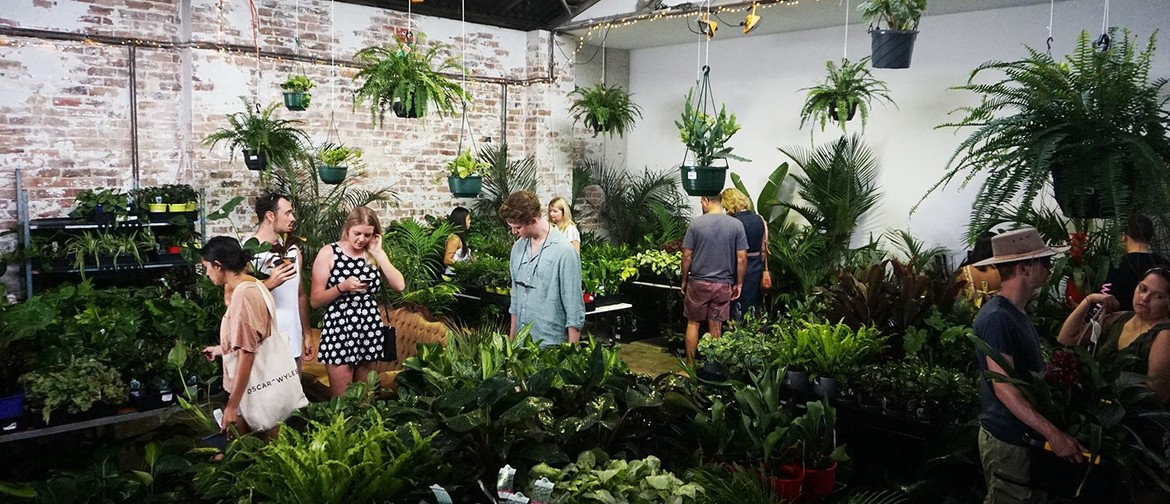 Indoor Plant Warehouse Sale – House Warming