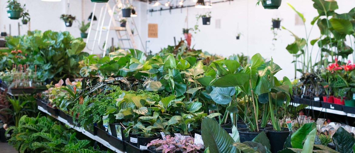Indoor Plant Sale – Springtime Splendour