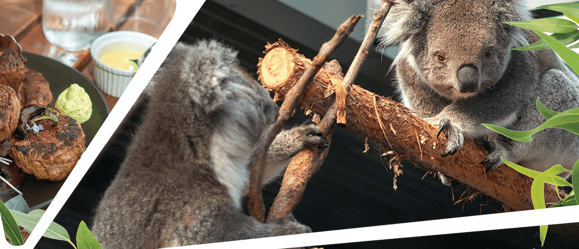 Father's Day Lunch With Koalas