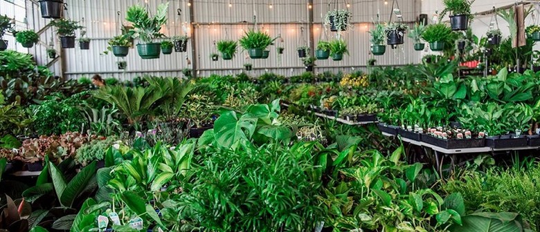 Indoor Plant Sale – Springtime Splendour
