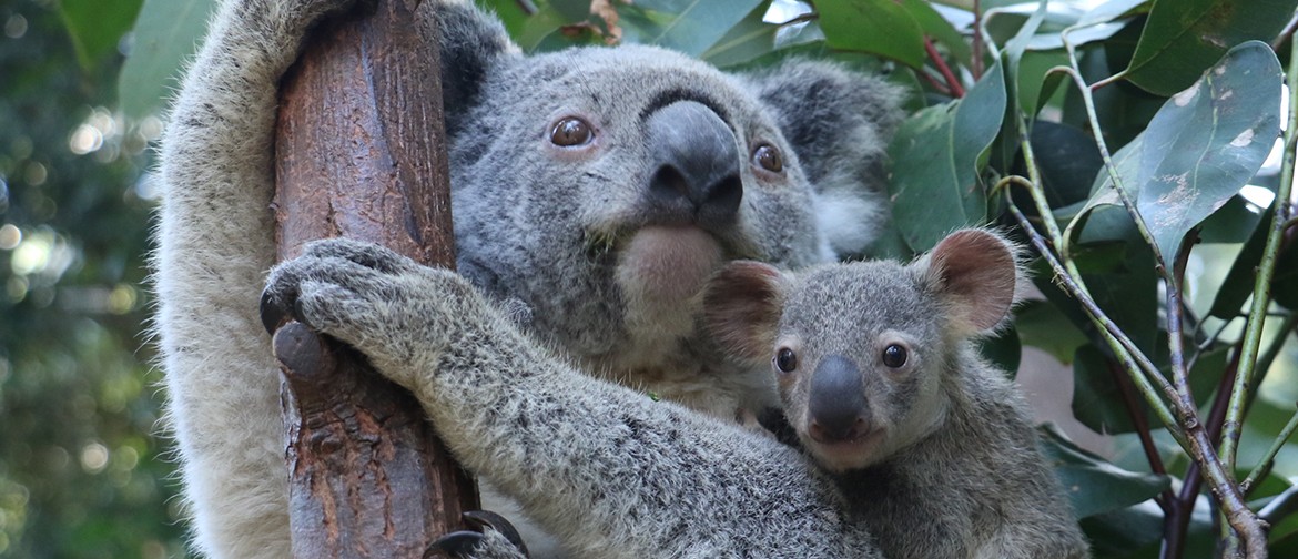Koala Karnival