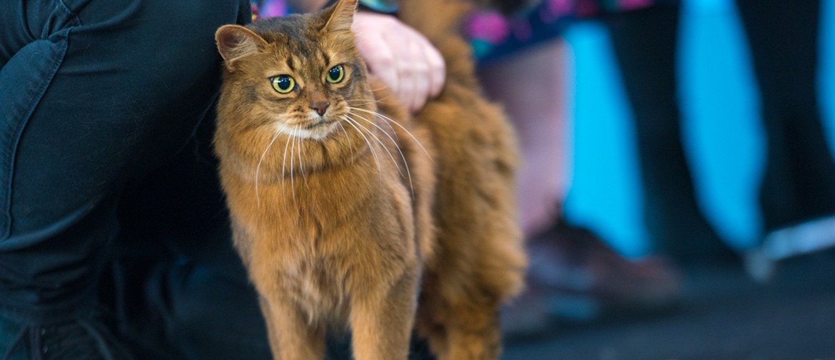 2019 Melbourne Cat Lovers Show