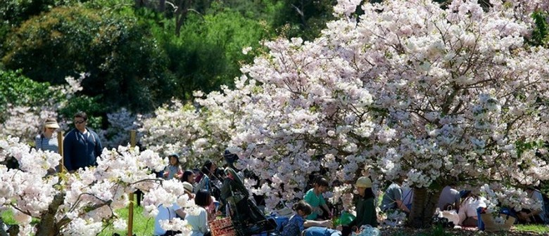 Sakura Picnic Day 2019