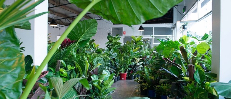 Indoor Plant Warehouse Sale – Tropicana Party