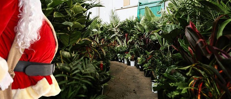 Indoor Plant Warehouse Sale - Christmas Bonanza