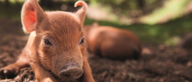 The Biggest Little Farm &ndash; Perth Festival