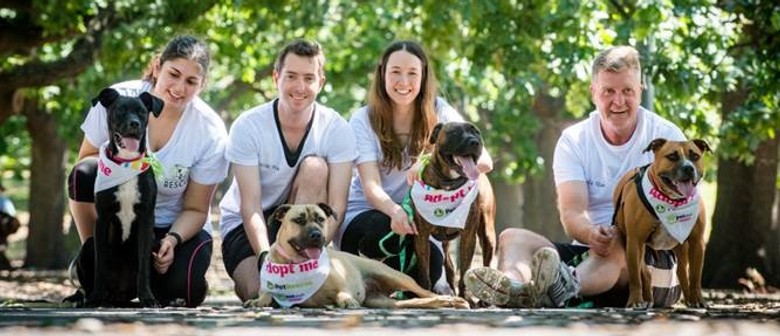 Petstock Assist S National Pet Adoption Day Darwin Eventfinda