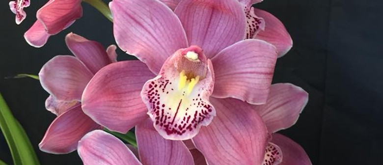21st Victorian Country Orchid Clubs Challenge