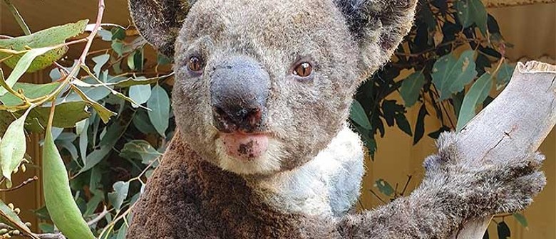 Dine and Donate for Koalas