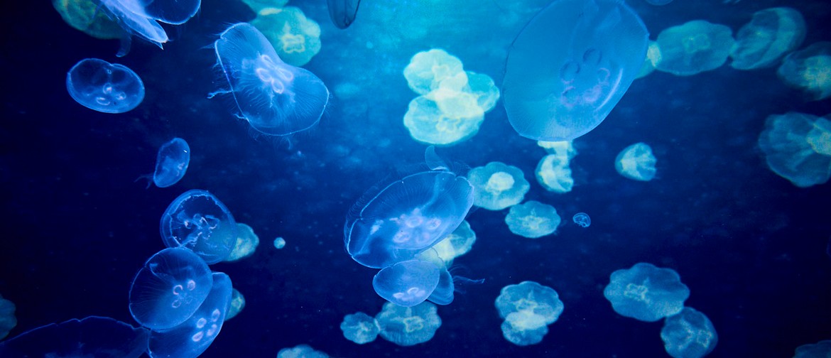 Jellies 101: Discover the Mysterious World of Jellyfish