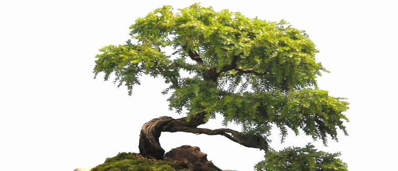 Australian Plants As Bonsai Exhibition and 8th Symposium