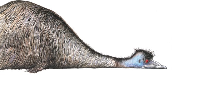 Image for Edward the Emu