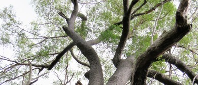 Ways of Seeing - Tree Time