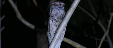 Spotlight Prowl for Kids