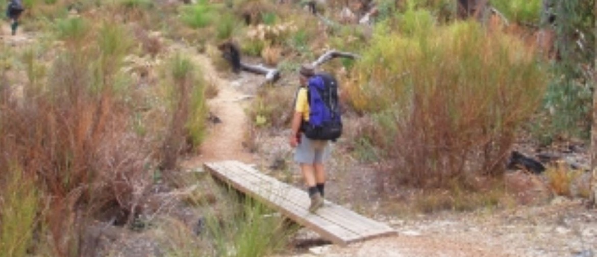 Social Sunday Walk - Mt Cooke Pines to Nerang Campsite