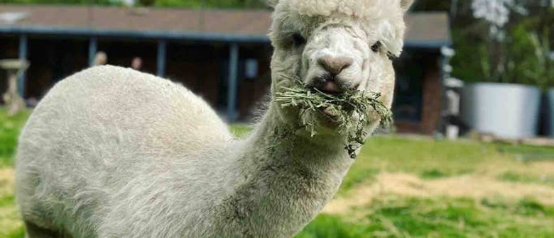 Feed Alpacas, Sheep, Chooks and more!