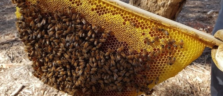 Introduction to Backyard Beekeeping