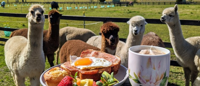 Image for Breakfast with Alpacas