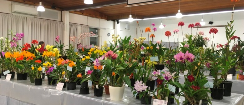 North Brisbane Orchid Society Annual Spring Show 2021