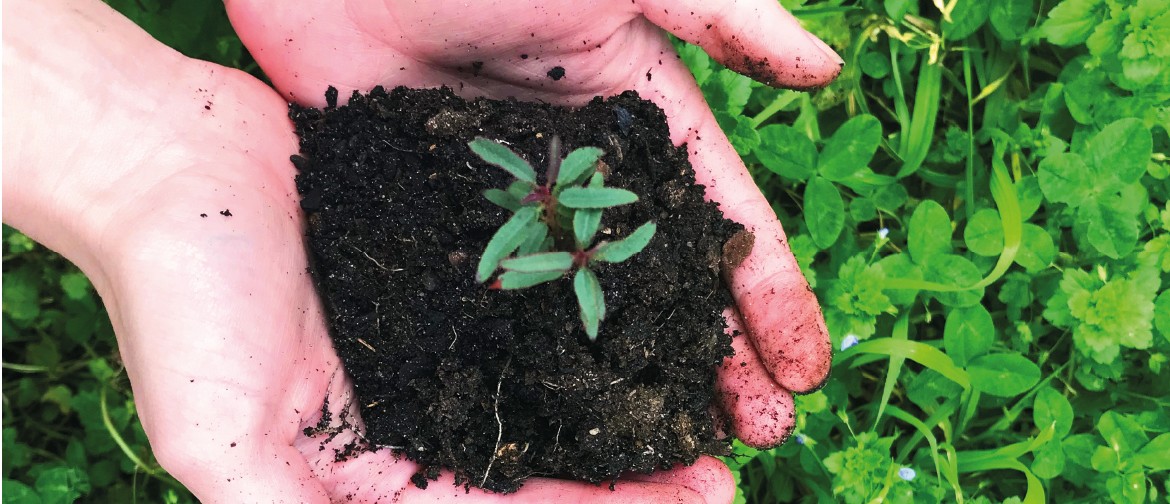 Sowing Seeds