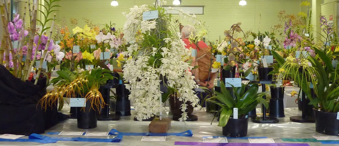 NMQOC Inc Summer Orchid Show 2022