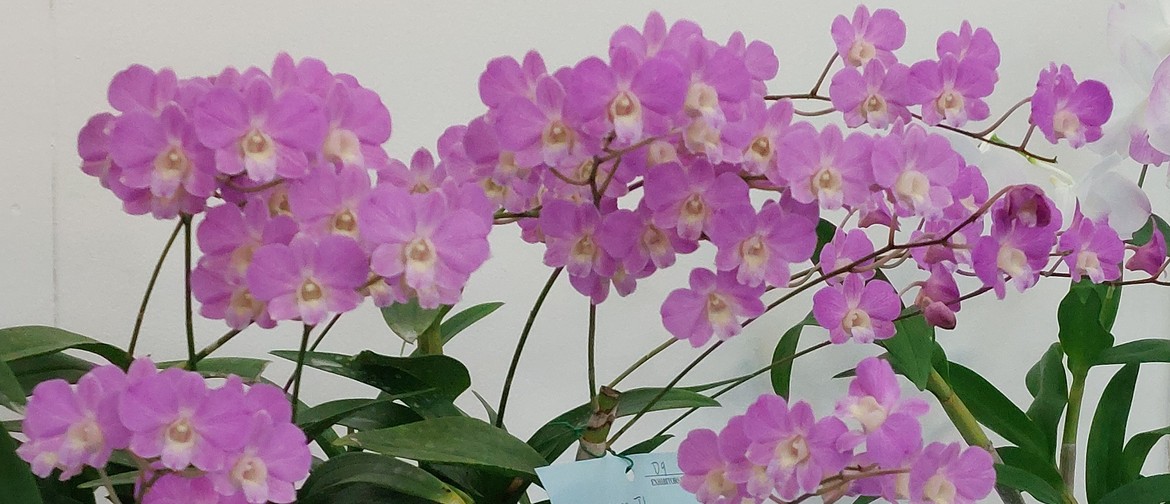 Aspley Orchid Society May Show
