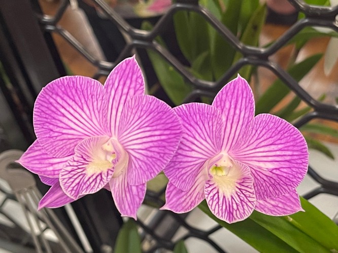 NT Orchid Spectacular Darwin Eventfinda