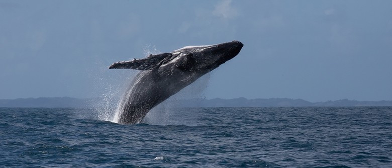 4-Hour Whale Watching Tour in Sydney