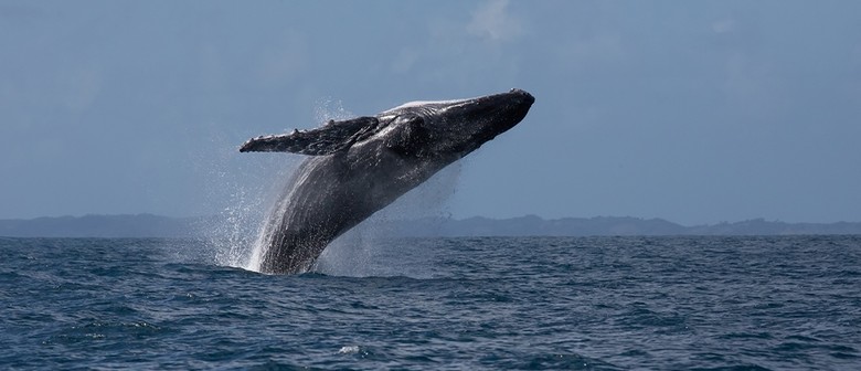 4-Hour Whale Watching Tour in Sydney 4-Hour Whale Watching Tour in Sydney