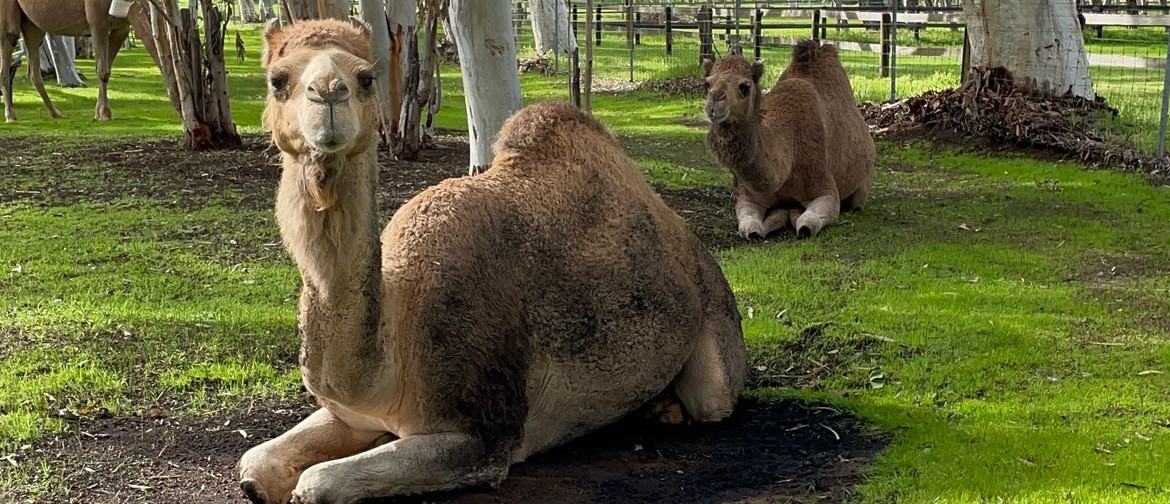 Yoga with Camels