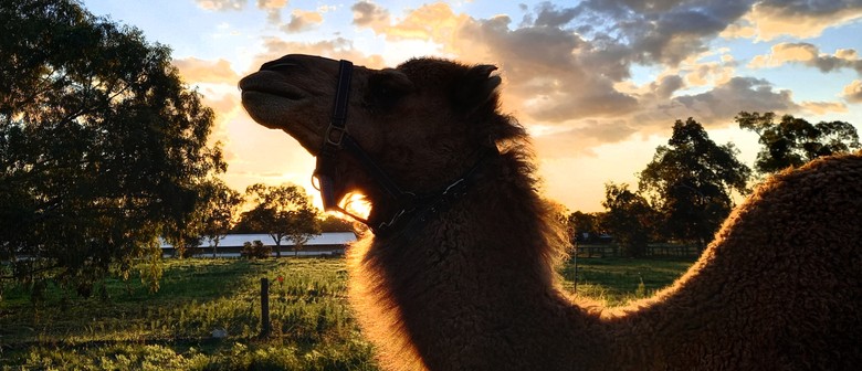 Camel Yoga with Gourmet Sunset Picnic