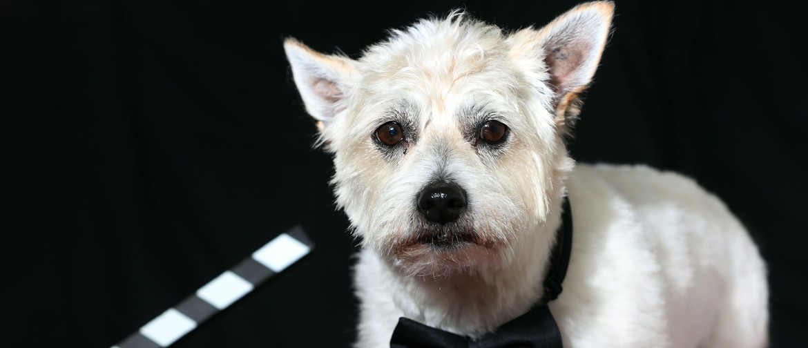 Victorian Dog Rescue Film Fundraiser