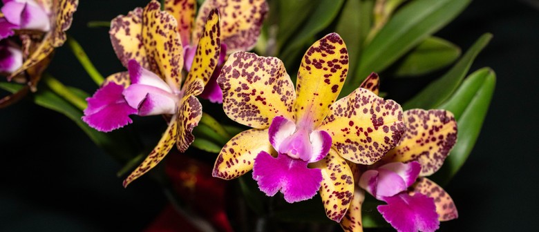 Pine Rivers Orchid Society Spring Show 2024
